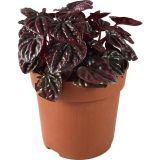 Peperomia 'Schumi Red' (Zümrüt Dalgası Çiçeği)