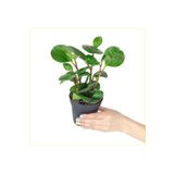 Peperomia Umut Bitkisi Peperomya AdanaDoğaÇiçekçilik