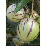 Pepino Fidesi Ağaç Kavunu 10-20 Cm