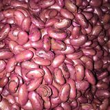 PEROLAR UZUN-ENLİ ERKENCİ SIRIK FASULYE TOHUMU 100 GR (İLAÇLI)