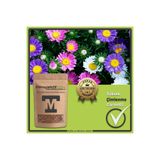 PerspektifFDN Papatya Çiçekli Aster Tohumu (Yıldızpatı) - Renkli Yalınkat Bahçe ve Saksı Çiçeği Tohumu (Yüksek Çimlenme)(10 Tohum)