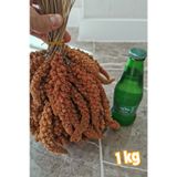 Petdoys Kızıl Dal Darı 1 Kg Muhabbet Kuş Yemi