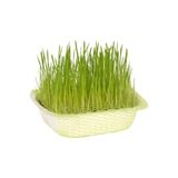 PetGrow Doğal Kedi Çimi , Tüy Yumağı Önleyici