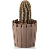 PetGrow Plastik Akasya Kaktüs 8,5 Saksı - Bej