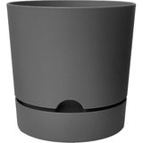 PetGrow Plastik Begonya 12 Saksı - Çok Renkli