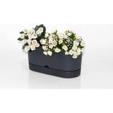 PetGrow Plastik Begonya Balkon 30 Saksı - Gri