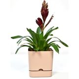 PetGrow Plastik Begonya Kare 13 Saksı - Bej