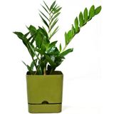 PetGrow Plastik Begonya Kare 13 Saksı - Yeşil