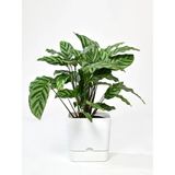 PetGrow Plastik Begonya Kare 16 Saksı - Beyaz