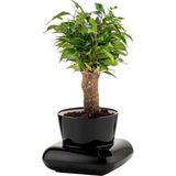 PetGrow Plastik Gala Saksı - Siyah