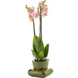 PetGrow Plastik Gala Saksı - Yeşil