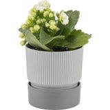 PetGrow Plastik Ixora 11 Saksı - Çok Renkli