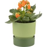 PetGrow Plastik Ixora 13 Saksı - Çok Renkli