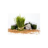 Petiçim Buğday Çimi Suyu 5 Günlük Deneme Paketi Detoks & Bağışıklık