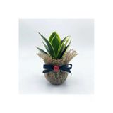 Petit Gift Mini Sansevieria (Paşa Kılıcı Bitkisi) Çiçek Tasarımı