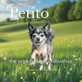 Petito the Semi-Hairless Chihuahua