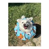 Petris Kedi-Köpek Boyunluk-Elizabeth Yakalık Operasyon Boyunluk-kedi Boyun Yastığı(ÖZEL KUMAŞ)Maviş Kediler