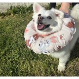 Petris Kedi ve K.ırk Köpek Boyunluk-Elizabeth Yakalık Operasyon Boyunluk-Kedi Boyun Yastığı (Turuncu Tavşanlar) - Krem