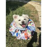 PETRIS Kedi Ve Köpek Boyunluk-elizabeth Yakalık Operasyon(ameliyat) boyunluk-Kedi Boyun Yastığı (ÖZEL KUMAŞ Kedili Bahçe) (ÇOK RENKLİ, M)