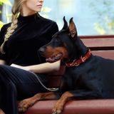 Pets First Sert Deri Evcil Hayvan Tasması NFL Chicago Bears Premium Köpek Tasması, Sınırlı Sayıda, Boyut Büyük. En İyi ve En Güçlü Ağır İş Köpek Tasması!, 50,8-73,6 cm Uzunluğunda ve 2,5 cm Genişliğinde, CHI-3081-LG