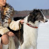 Pets First Sert Deri Evcil Hayvan Tasması NFL Chicago Bears Premium Köpek Tasması, Sınırlı Sayıda, Küçük Beden. En İyi ve En Güçlü Ağır İş Köpek Tasması!, 30,48-38,1 cm Uzunluğunda ve 1,9 cm Genişliğinde, CHI-3081-SM