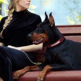 Pets First Sert Deri Evcil Hayvan Tasması NFL Dallas Cowboys Premium Köpek Tasması, Sınırlı Sayıda, Beden Medium. En İyi ve En Güçlü Ağır İş Köpek Tasması!, 40-50 cm uzunluğunda ve 2,5 cm genişliğinde, DAL-3081-MD