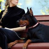 Pets First Sert Deri Evcil Hayvan Tasması NFL Philadelphia Eagles Premium Köpek Tasması, Sınırlı Sayıda, Beden Medium. En İyi ve En Güçlü Ağır İş Köpek Tasması!, Medium (40,6-50,8 cm Uzunluğunda ve 2,5 cm Genişliğinde) (PHL-3081-MD)