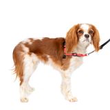 PetSafe Deluxe Easy Walk köpek koşum takımı