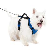 PetSafe Easy Sport™ Harness - Mavi Köpek Tasması Small (46-56 cm)
