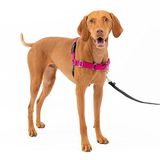 PetSafe Easy Walk No-Pull Köpek Göğüs Tasması, Çekmeyi Önlemeye Yardımcı, Kontrolü Ele Alın ve Tasmayla Daha İyi Yürümeyi Öğretin, Evcil Hayvanların Yürürken Çekmesini Önlemeye Yardımcı