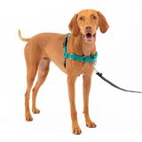 PetSafe Easy Walk No-Pull Köpek Koşum Takımı - Çekmeyi Durdurmaya Yardımcı Olacak En İyi Koşum Takımı - Kontrolü Ele Alın ve Daha İyi Tasma Davranışlarını Öğretin - Evcil Hayvanların Yürüyüşlerde