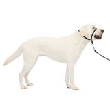 PetSafe Nazik Leader Baş Yaka, Çekmesiz Köpek Tasması, Büyük 27-59 kg, Siyah