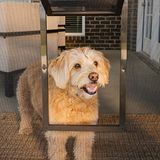 PetSafe Never Rost sineklik kapı – Beden S – 13,6 kg'a kadar köpekler ve kediler için – Sineklik kapılarında kullanım – Pencere ekranları ve veranda ekranları