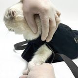 Petsuit Kedi Taşıma Çanta - Siyah - XL