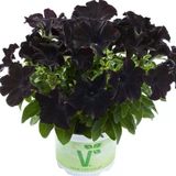 Petunia Atkinsiana Back To Black Siyah Petunya Çiçeği Fidesi (1 Adet)