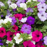 PETUNYA Tohumu Yerli Petunia 100 adet