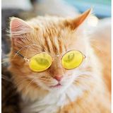 Petza Kedi Gözlüğü Potter