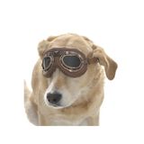 Petza Köpek Güneş Gözlüğü Sakari