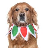 Petza Köpek Lastikli Yılbaşı Yakalık Zazu, Tek Ebat TYPETZA4339M