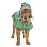 Petza Orta ve Büyük Irk Köpek Yağmurluk - Frog, 4XL