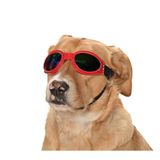 Petza Orta ve Büyük Köpek Güneş Gözlüğü Royna Kırmızı