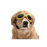 Petza Orta ve Büyük Köpek Güneş Gözlüğü Royna Sarı
