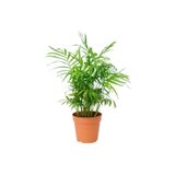 Peyzaj Burada Online Bahçe Market Dağ Palmiyesi – Chamaedorea Elegans 30-40 Cm -peyzaj Burada Iç Mekan Süs Bitkisi
