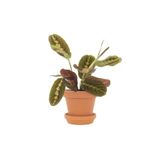 Peyzaj Burada Online Bahçe Market Dua Çiçeği Maranta 30 Cm - Ezan Çiçeği Olarak Bilir Kalatya