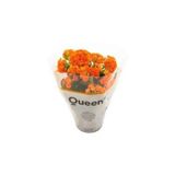 Peyzaj Burada Online Bahçe Market Kalanşo Kalanchoe Emel Hanım Çiçeği Fidanı Turuncu Renk 10-20 cm