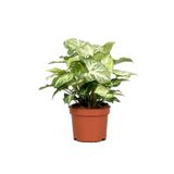Peyzaj Burada Online Bahçe Market Melek Kanadı Iç Mekan Süs Bitkisi Syngonium Podophyllum + 20 Cm