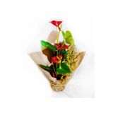 Peyzaj Burada Online Bahçe Market Yerli Anthurium Andraeanum Red - Kırmızı Antoryum Flamingo Çiçeği Iç Mekan