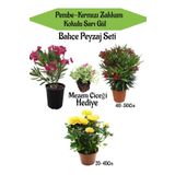 Peyzaj Seti 1 Adet Pembe 1 Adet Kırmızı Zakkum+1 Adet Sarı Gül+Hediye Mezem Çiçeği, BTSNN23032425