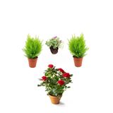 Peyzaj Seti 2 Adet Limoni Servi+ 1 Adet Kırmızı Gül Fidanı+ Hediye Mezem Çiçeği, SRD04022025BYB1386