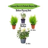 Peyzaj Seti 2 Adet Limoni Servi+1 Adet Beyaz Gül Fidanı+ Hediye Lavanta